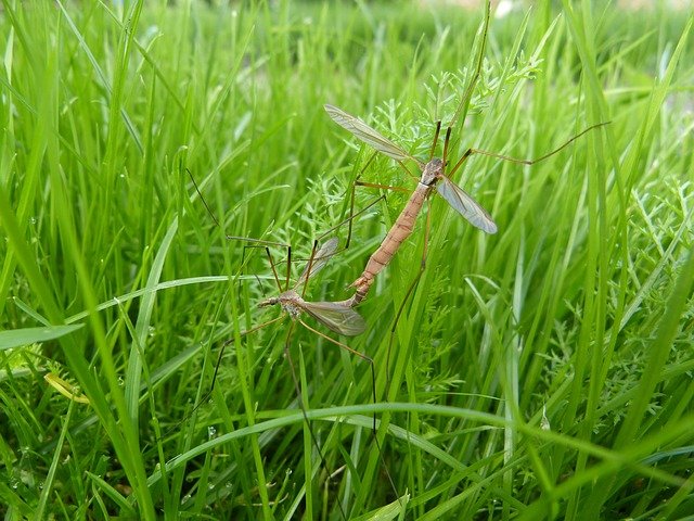 Free download daddy longlegs pairing tipulidae free picture to be edited with GIMP free online image editor