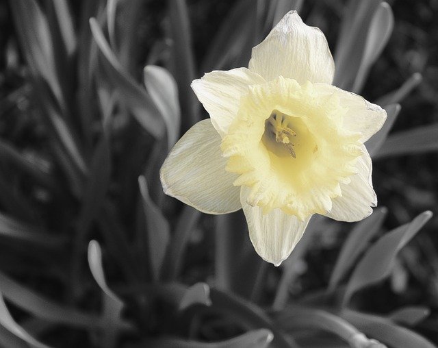 Free download Daffodil Black And White Flower -  free photo or picture to be edited with GIMP online image editor