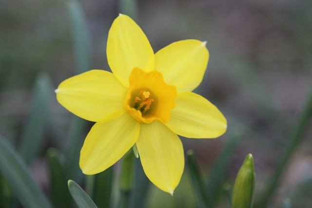 Free download Daffodil Flower Yellow -  free photo or picture to be edited with GIMP online image editor