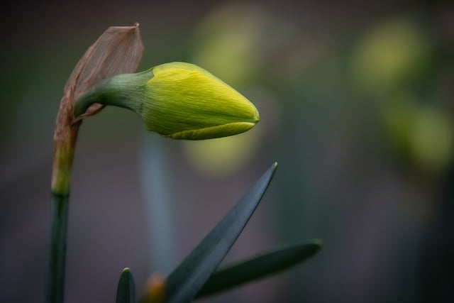 Free download Daffodil Narcissus Flower -  free photo or picture to be edited with GIMP online image editor