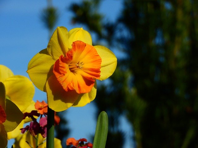 Free download Daffodil Narcissus Yellow -  free photo or picture to be edited with GIMP online image editor