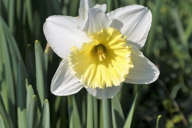 Free download daffodil nature garden free picture to be edited with GIMP free online image editor