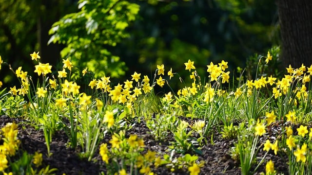 Free download daffodils flowers easter bells free picture to be edited with GIMP free online image editor