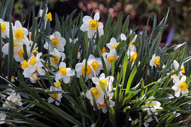 Free download daffodils plant nature garden free picture to be edited with GIMP free online image editor