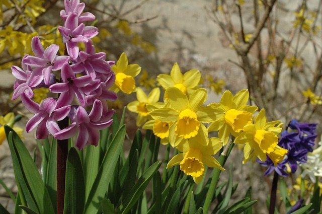 Free download Daffodil Spring Daffodils -  free photo or picture to be edited with GIMP online image editor