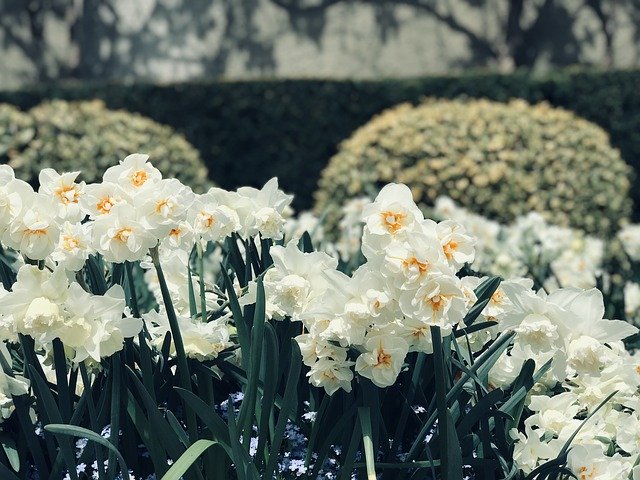 Free download Daffodils White Spring -  free photo or picture to be edited with GIMP online image editor