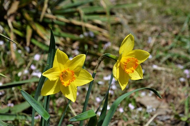 Free download Daffodils Wildflowers Natural -  free photo or picture to be edited with GIMP online image editor