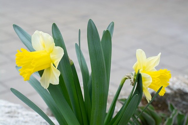 Free download Daffodils Yellow Flowers -  free photo or picture to be edited with GIMP online image editor