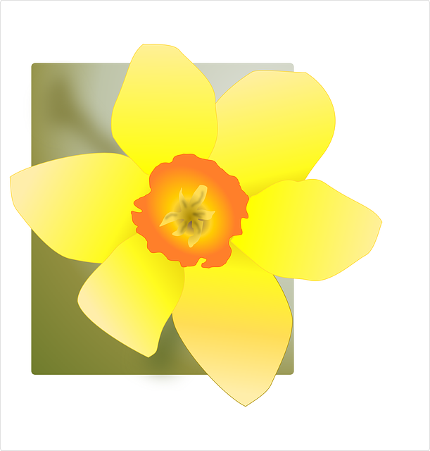 Free download Daffodils Yellow Flowers Square - Free vector graphic on Pixabay free illustration to be edited with GIMP free online image editor