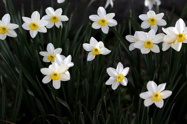 Free download Daffodil White Flower -  free photo or picture to be edited with GIMP online image editor