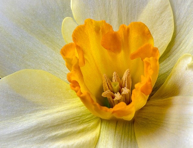 Free download Daffodil Wildflower Yellow -  free photo or picture to be edited with GIMP online image editor