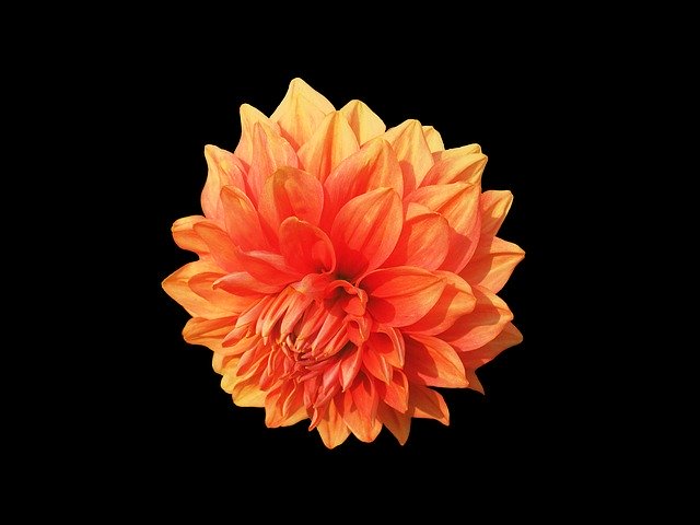 Free download Dahlia Dahlias -  free photo or picture to be edited with GIMP online image editor