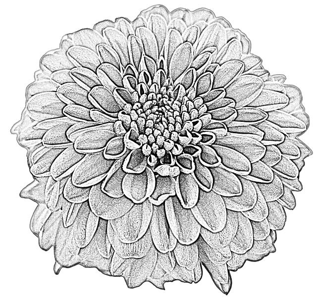 Free download Dahlia Drawing Blossom -  free illustration to be edited with GIMP free online image editor