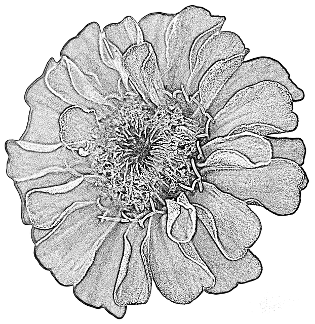 Free download Dahlia Drawing Flower -  free illustration to be edited with GIMP free online image editor