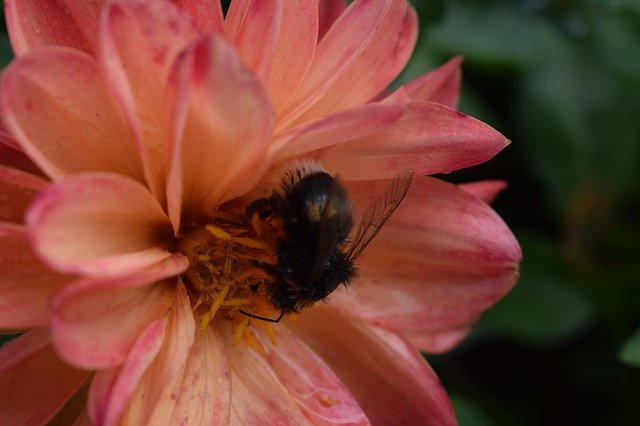 Free download Dahlia Flower Dalia Garden -  free photo or picture to be edited with GIMP online image editor