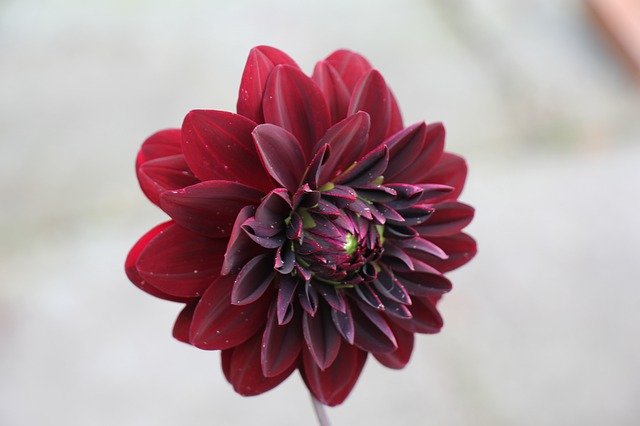 Free download Dahlia Flower Red -  free photo or picture to be edited with GIMP online image editor