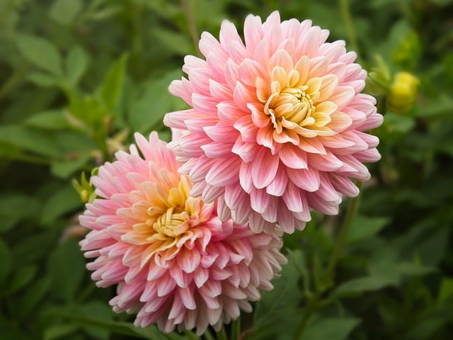 Free download dahlia flowers plant petals bloom free picture to be edited with GIMP free online image editor