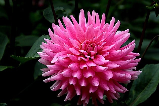 Free download Dahlia Flowers Plants -  free illustration to be edited with GIMP free online image editor