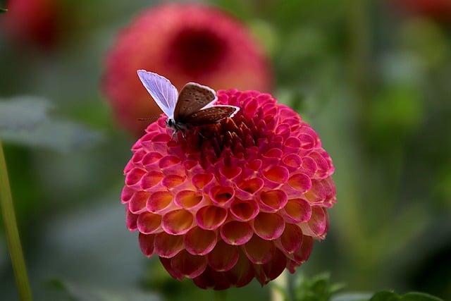 Free download dahlia flowers plants ball shape free picture to be edited with GIMP free online image editor