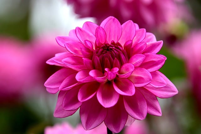 Free download dahlia flowers plants pink botany free picture to be edited with GIMP free online image editor