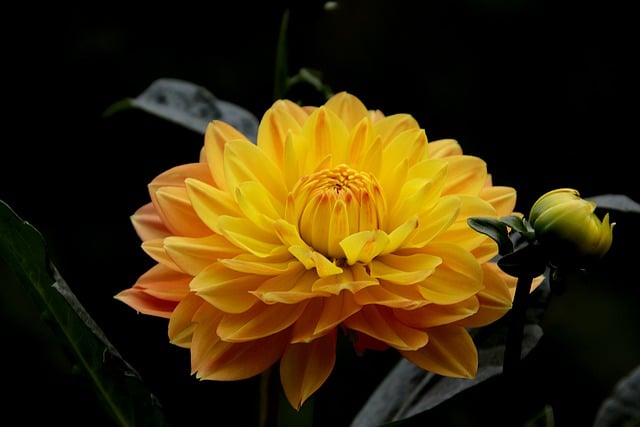 Free download dahlia flowers plants yellow color free picture to be edited with GIMP free online image editor