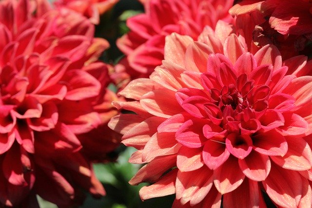 Free download Dahlia Flowers Red -  free photo or picture to be edited with GIMP online image editor