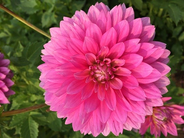 Free download Dahlia Pink Flower -  free photo or picture to be edited with GIMP online image editor