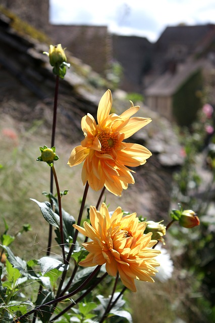 Free download dahlias flower chateauneuf en auxois free picture to be edited with GIMP free online image editor