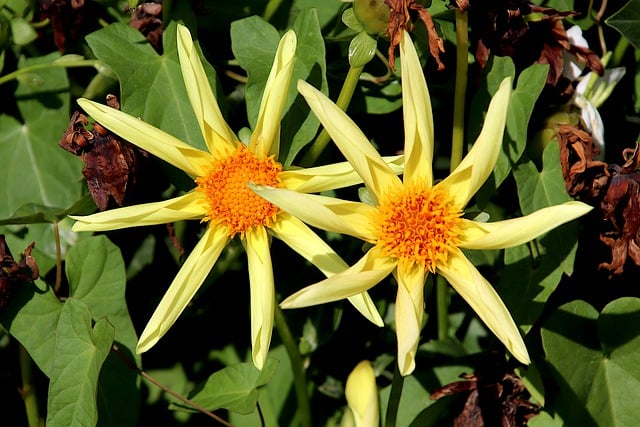 Free download dahlias flowers plants star free picture to be edited with GIMP free online image editor