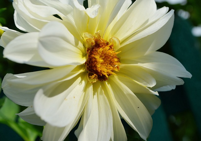 Free download dahlia white flower stamens pistils free picture to be edited with GIMP free online image editor