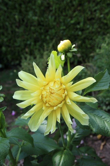 Free download Dahlia Yellow Nature -  free photo or picture to be edited with GIMP online image editor