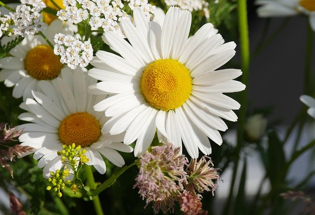 Free download Daisies Flower Garden -  free photo or picture to be edited with GIMP online image editor