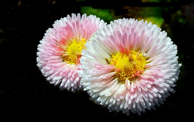 Free download Daisies Flowers Pink -  free photo or picture to be edited with GIMP online image editor