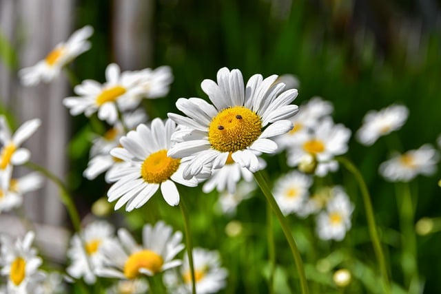 Free download daisies flowers plant white flower free picture to be edited with GIMP free online image editor