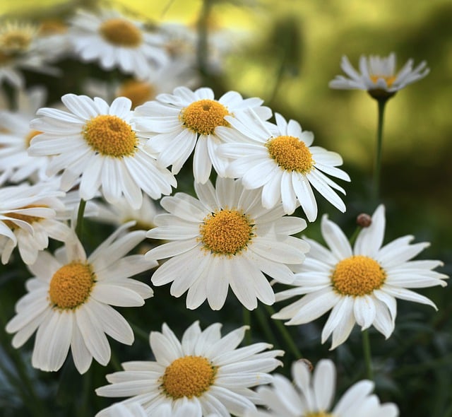 Free download daisies flowers plant white flowers free picture to be edited with GIMP free online image editor