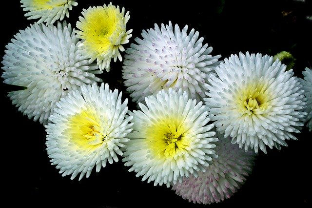 Free download Daisies Flowers White -  free photo or picture to be edited with GIMP online image editor