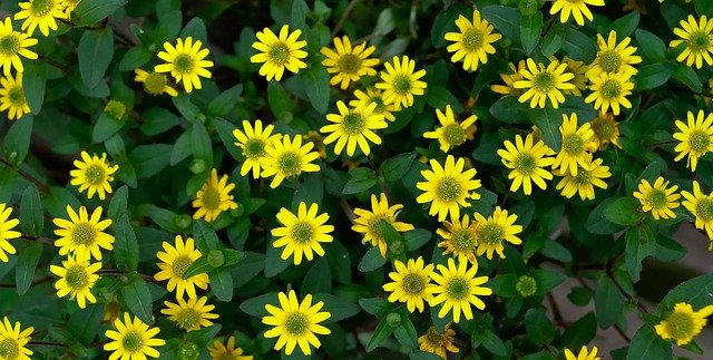 ດາວ​ໂຫຼດ​ຟຣີ Daisies Flower Yellow - ຮູບ​ພາບ​ຟຣີ​ຫຼື​ຮູບ​ພາບ​ທີ່​ຈະ​ໄດ້​ຮັບ​ການ​ແກ້​ໄຂ​ກັບ GIMP ອອນ​ໄລ​ນ​໌​ບັນ​ນາ​ທິ​ການ​ຮູບ​ພາບ​