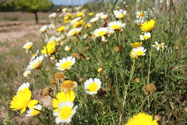 Free download Daisies Garden Floral -  free photo or picture to be edited with GIMP online image editor