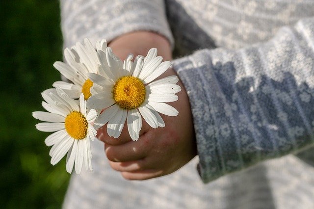 Free download daisies leucanthemum maximum free picture to be edited with GIMP free online image editor