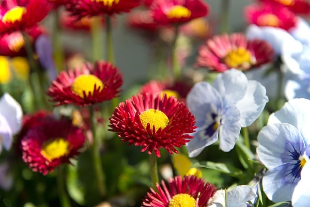 Free download daisies pansies flowers blossom free picture to be edited with GIMP free online image editor