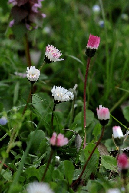 Free download Daisies Prato Nature -  free photo or picture to be edited with GIMP online image editor