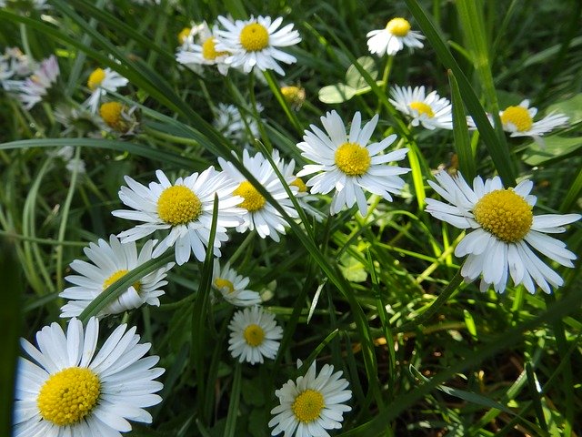 Free download Daisies Spring Flowers -  free photo or picture to be edited with GIMP online image editor