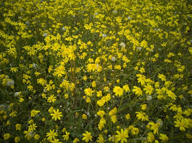 Free download Daisies Spring Yellow -  free photo or picture to be edited with GIMP online image editor