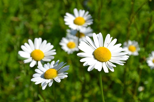 Free download Daisies White Bloom -  free photo or picture to be edited with GIMP online image editor