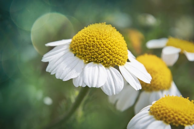 ດາວໂຫຼດຟຣີ daisies ດອກສີຂາວດອກຮູບຟຣີທີ່ຈະແກ້ໄຂດ້ວຍ GIMP ບັນນາທິການຮູບພາບອອນໄລນ໌ຟຣີ