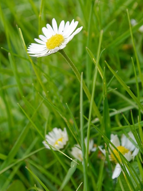 Free download daisies white flowers wildflowers free picture to be edited with GIMP free online image editor