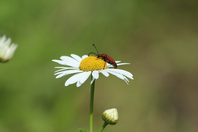 Free download Daisy Beetle Insect Red -  free photo or picture to be edited with GIMP online image editor