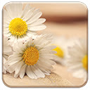 Daisy Days  screen for extension Chrome web store in OffiDocs Chromium