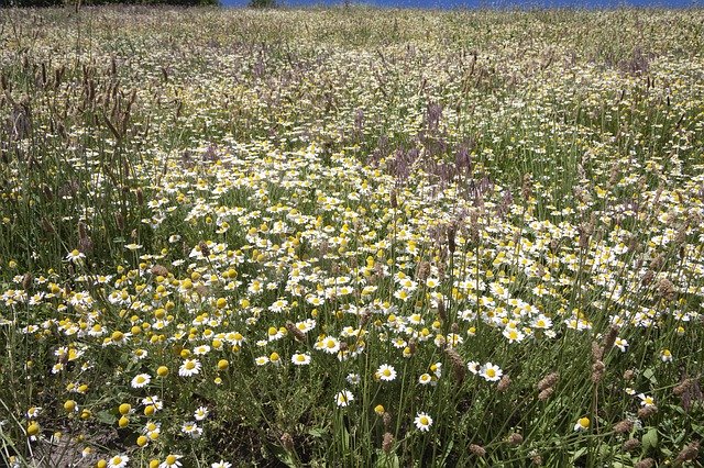 Free download Daisy Field Flowers -  free photo or picture to be edited with GIMP online image editor