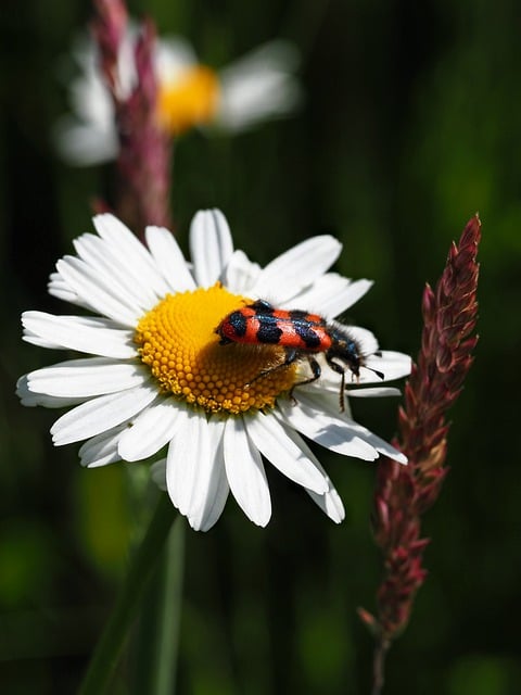 Free download daisy flower beetle free picture to be edited with GIMP free online image editor